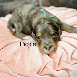 Pickle - Blue merle female Bernedoodle puppy in Pasco, Washington from Camp Doodle Woods