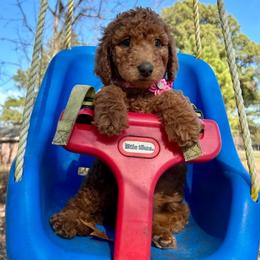 Shania Twain - Red  female Goldendoodle puppy in Camden, North Carolina from Oopsie Doodles of NC