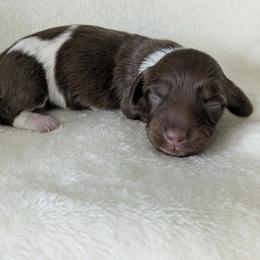 Cookie - Piebald female Dachshund puppy in Sonora, Kentucky from Maple Hill Miniature Dachshunds