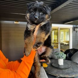 Amber (Girl 1) - Black and red female German Shepherd puppy in Snohomish, Washington from Wataha Shepherds