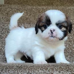 Domino - Tricolor male Shih Tzu puppy in Memphis, Tennessee from Thorntons Fur Crew