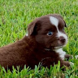 Scarlett - Red & white female Toy Australian Shepherd puppy in Smithville, Arkansas from Cooper Creek Aussies