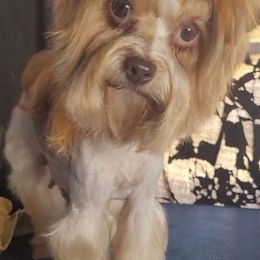 Kiwiw - Chocolate, tan and white female Yorkshire Terrier puppy in Houston, Texas from Little things