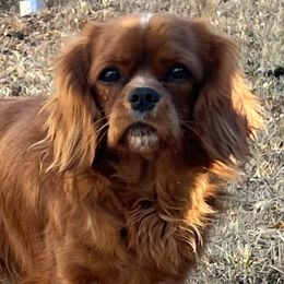 Remy - Cavalier King Charles Spaniel