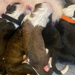 Girl 10 - Brown and white female Sheepadoodle puppy in Rocky Point, North Carolina from CelticDoods