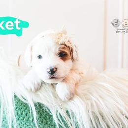 Goldendoodle and Poodle Puppies from Capens' Doodles,Poodles and Poo's