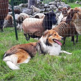 Old Time Scotch Collies from Kindred Spirit Farm