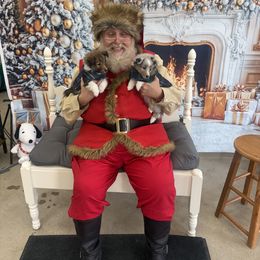 Girl 1 - female Shetland Sheepdog puppy in Jefferson City, Missouri from Bax’s Babies