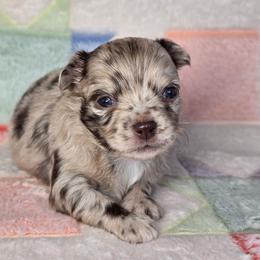 Remy - Merle male Chihuahua puppy in West New York, New Jersey from Pixie’s Magical Puppies