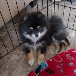 Pomeranian and Pomsky Puppies from Pom Pom Pomskies-TN