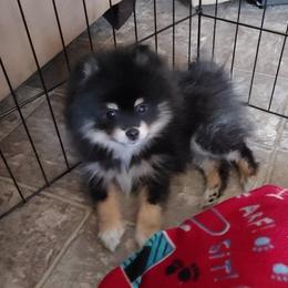Pomeranian and Pomsky Puppies from Pom Pom Pomskies-TN