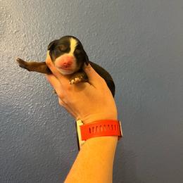 Hot Pink - Tri-color female Bernedoodle puppy in Casper, Wyoming from 307 Doodles