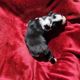 Zoey - Black tri-color female Australian Shepherd puppy in Blairsville, Georgia from Georgia Peach Aussies