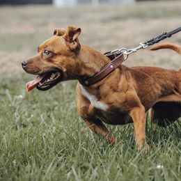 Staffordshire Bull Terriers from PureGrit Staffords