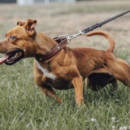Staffordshire Bull Terriers from PureGrit Staffords