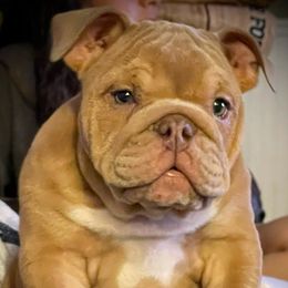 Charlee - Bulldog