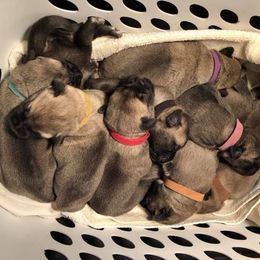 Anatolian Shepherd Dog Puppies from Alaturkay Anatolians since 1987