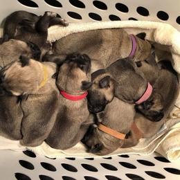 Anatolian Shepherd Dog Puppies from Alaturkay Anatolians since 1987