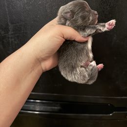 Burberry - Blue male Pomeranian puppy in Ector, Texas from BB Pomeranians