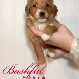 Bashful - Red  female Goldendoodle puppy in Newcastle, Oklahoma from Hollywood Doodles
