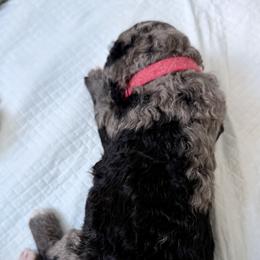 Bernedoodle, Bernese Mountain Dog, Cavalier King Charles Spaniel, Cavapoo, and Poodle Puppies from Ellas.Pups (Bernedoodles & Cavapoos)