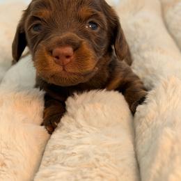 Big momma - Chocolate and tan female Dachshund puppy in Red Bluff, California from Down The Hill Potterdale