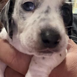 Dachshund Puppies from Witchy Woman’s Wiener’s