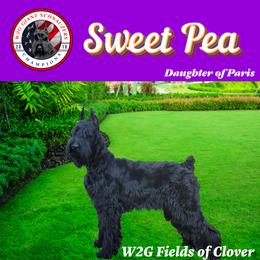 Giant Schnauzer Puppies from W2G Giant Schnauzers