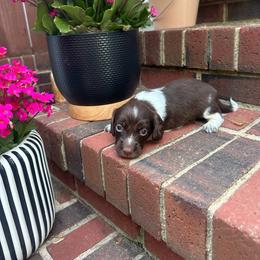 Vinnie - Piebald male Dachshund puppy in Burlington, North Carolina from Dachshund Meadows