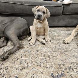 Cane Corso Puppies from Carrie Brown's Cane Corsos