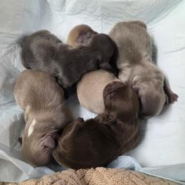 Girl 2 - Chocolate female Shih Tzu puppy in Tennessee from Cutshall Babies