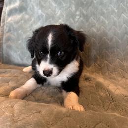 Miniature Australian Shepherd Puppies from Twisted H Ranch Aussies