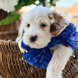 Granger (black collar) - Parti male Goldendoodle puppy in Blanchard, Oklahoma from Dream Doodles by Dondi