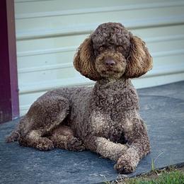 Aussiedoodle, Miniature Australian Shepherd, and Poodle Puppies from Classic K9’s  Aussies & Doodles