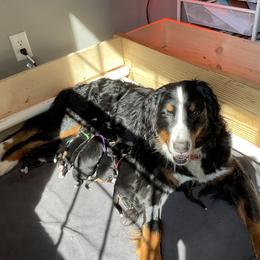 Bernese Mountain Dog puppies from Hummingbird Berners