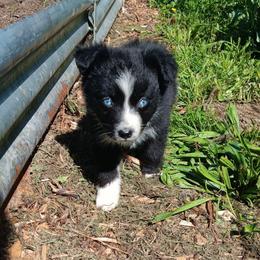 Dottie - Black & white female Australian Shepherd puppy in Sultan, Washington from Van Huitt Australian Shepherds