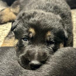 Boy 2 - Bi-color male German Shepherd puppy in Herkimer, New York from Render Kennels