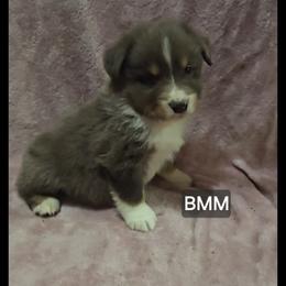 Paloma - Blue merle male Miniature Australian Shepherd puppy in Bend, Oregon from Badlands Toy and Mini Aussies