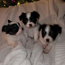 Tri male - White black and tan male Papillon puppy in Florida from Tammy's Papillon Playpen