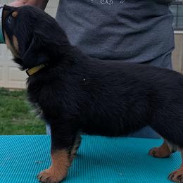 Rottweilers from Lord of The Rings Rottweilers
