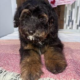 Brew - Phantom male Bernedoodle puppy in Buffalo, Illinois from Pear Tree Pups