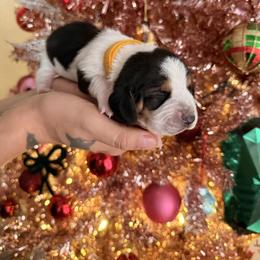 Scheana - Black brown and white female Basset Hound puppy in Lubbock, Texas from Hound House