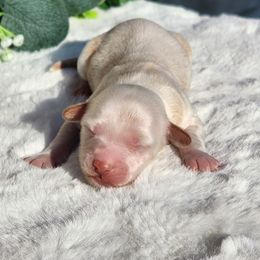 Jackson - Cream male Havapoo puppy in Dothan, Alabama from Farquharson's Poodles&Doodles