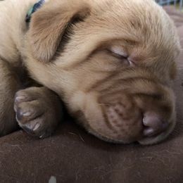 Labrador Retrievers from Pierce Labs