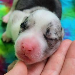 Tanzanite - Blue merle and white male Cardigan Welsh Corgi puppy in Winston, Oregon from There and Back Again Corgis