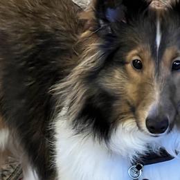 Lady - Shetland Sheepdog