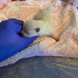 Opal - Cream female Pomeranian puppy in Childersburg, Alabama from A Sample Of Gods Love Kennels