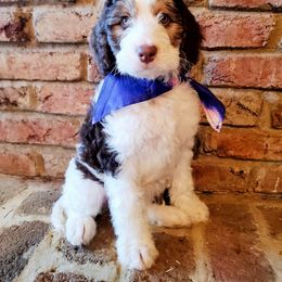 Bernedoodle Puppies from Speedwell Forge Doodles