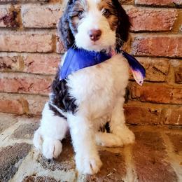 Bernedoodle Puppies from Speedwell Forge Doodles