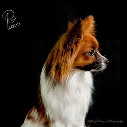 Rio - Papillon